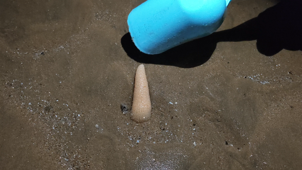 会发光的海玉米