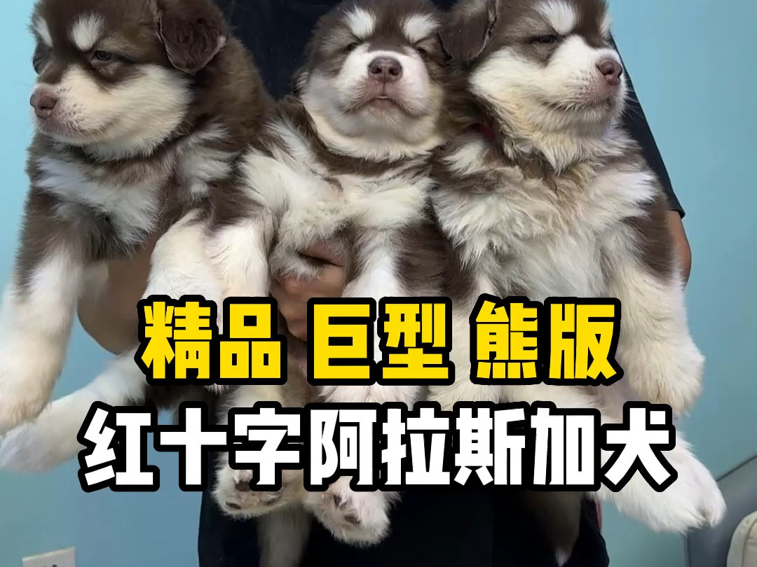 巨型熊版阿拉斯加,今天给大家分享三只精品红棕色阿拉斯加幼崽.