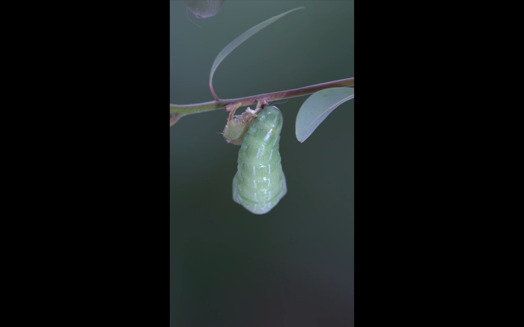 “化蝶”前奏——白带螯蛱蝶的幼虫脱变成蛹的精彩过程!绿会连云港保护地哔哩哔哩bilibili