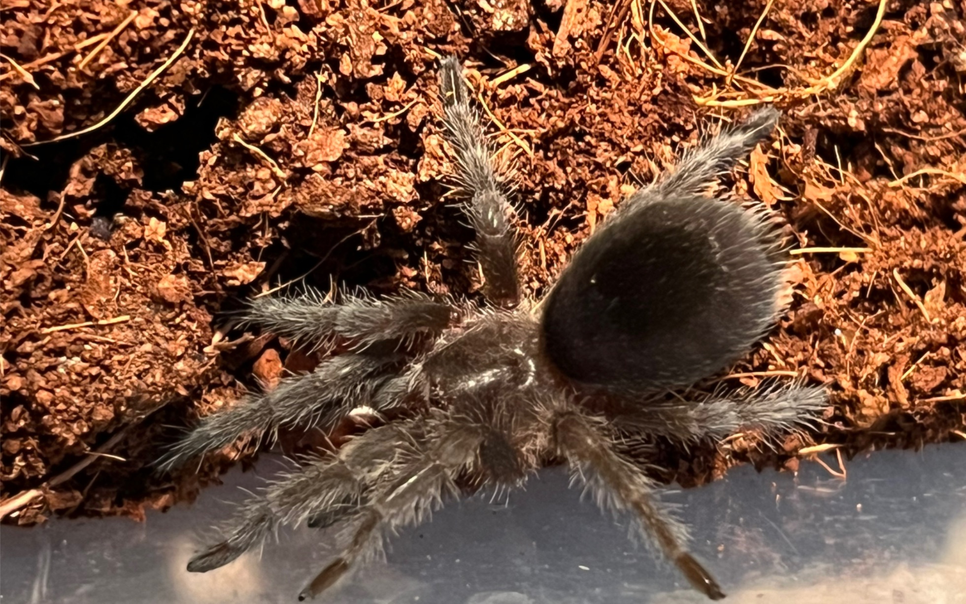 (氵)巴西黑小母捕食面包虫