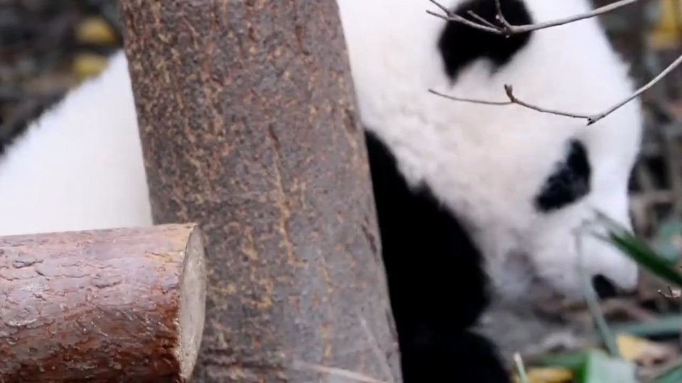 [图]亲爱的花花?生日快乐，你的可爱，你的美，暖化了好多好多的两脚兽！爱你，么么哒