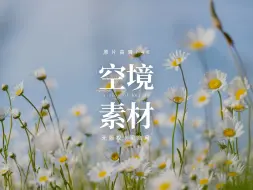 Tải video: 【免版权空镜】夏日随风飘动的雏菊自然风景