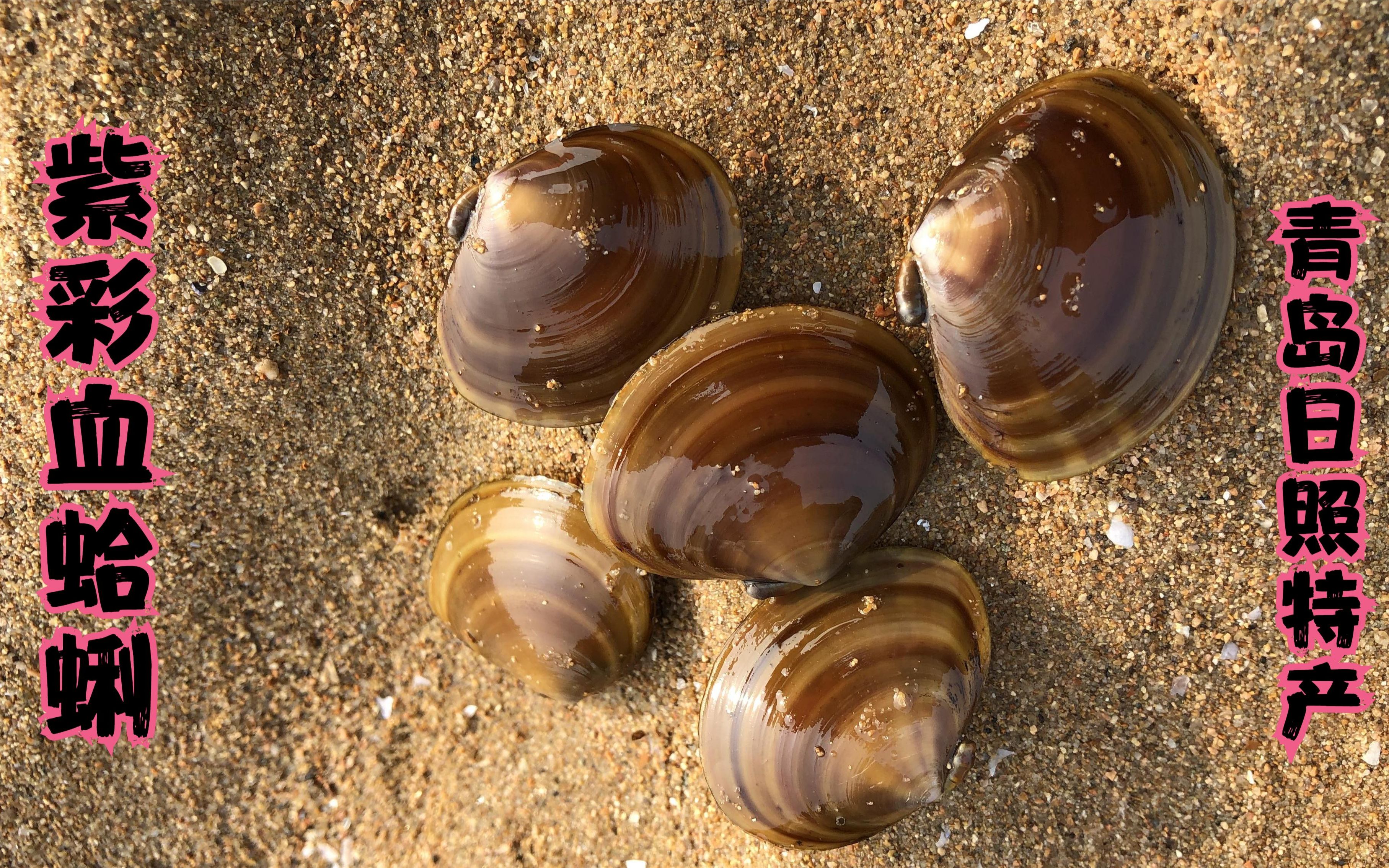 二哥日照挖扇子面是一种本地特有的蛤蜊又叫紫彩血蛤蜊很好吃