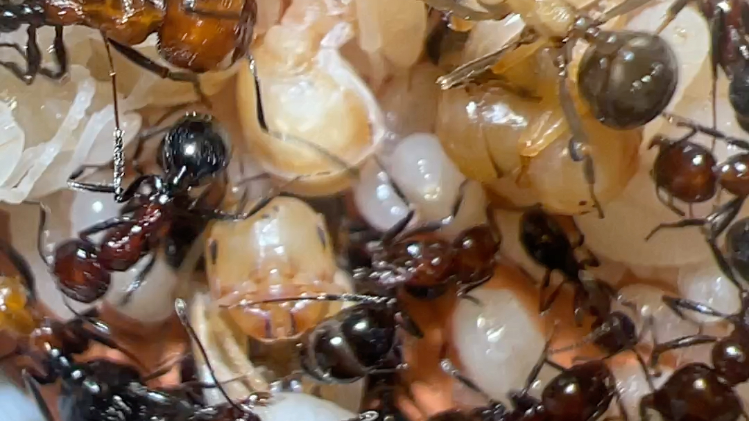 红胸收获蚁 很漂亮啊 繁殖速度快 颜色好看