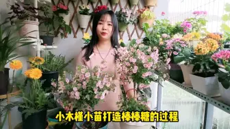 Download Video: 小木槿丛生小苗蜕变成棒棒糖过程，主枝杆保留一根还是多根好