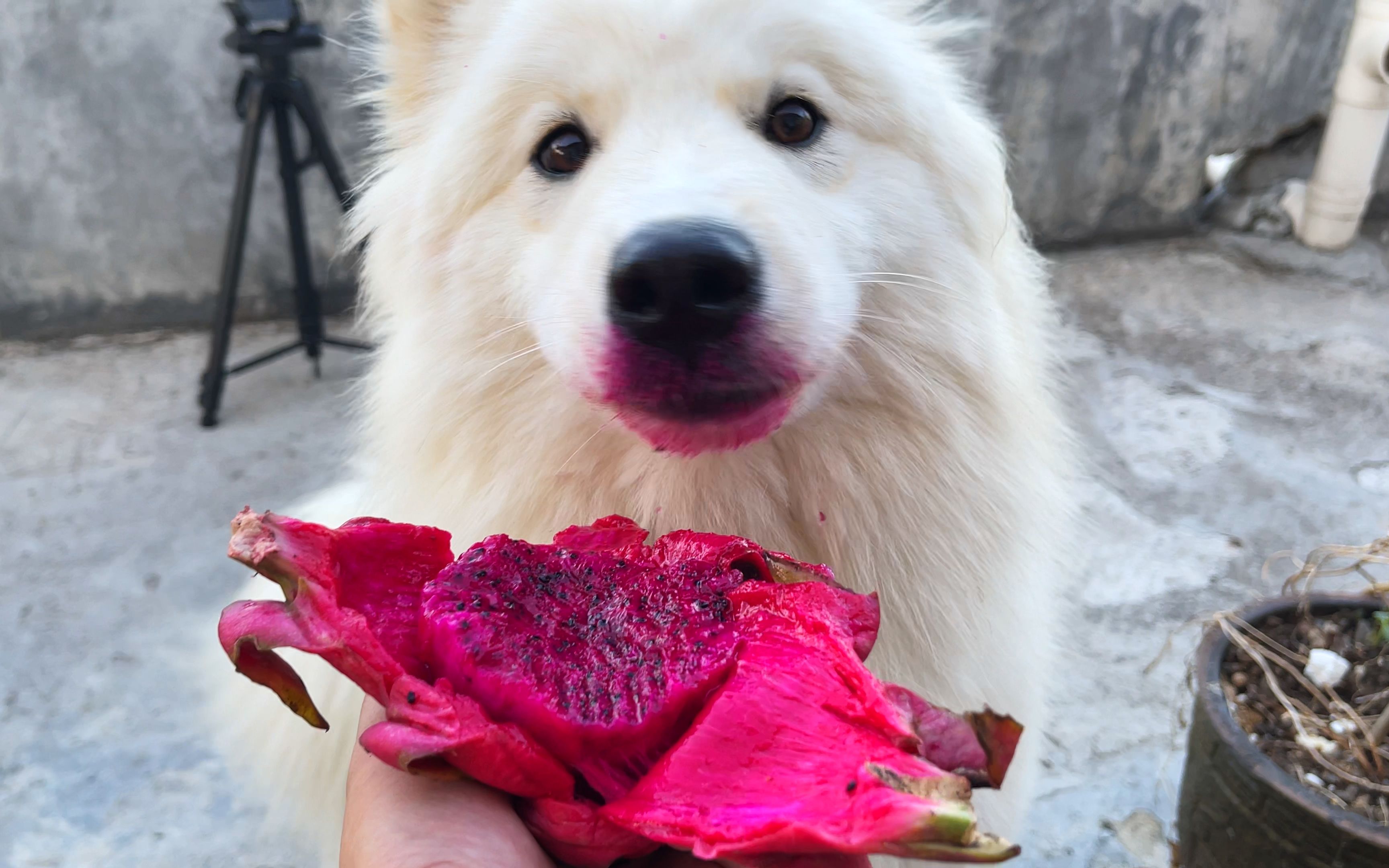 给狗子涂口红的正确打开方式