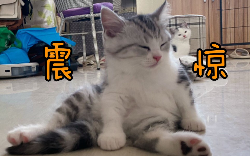 震惊!小奶猫竟被rua到隔空踩奶