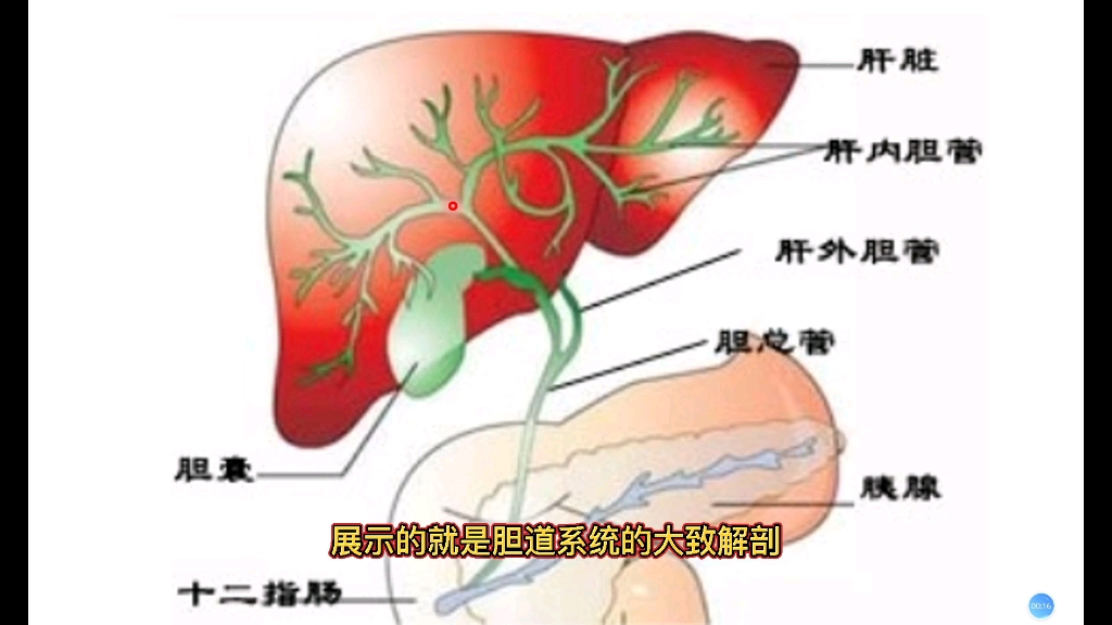 膽道系統解剖講解膽道結石在ct上什麼表現多個病例分享