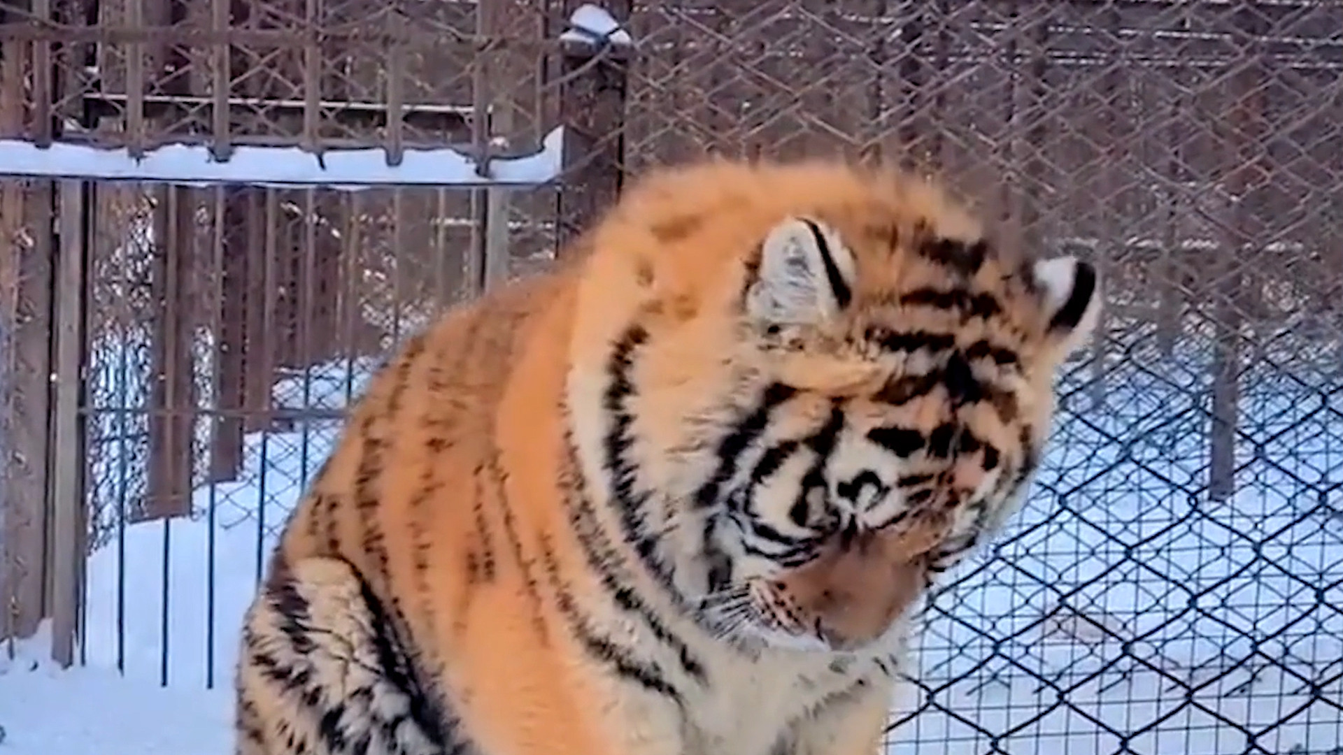 小老虎被"排挤",坐在角落生闷气,虎:哼!我自己玩儿!