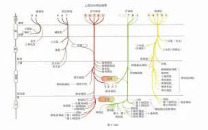 Download Video: 【骨关节功能解剖学】上肢的运动和感觉神经