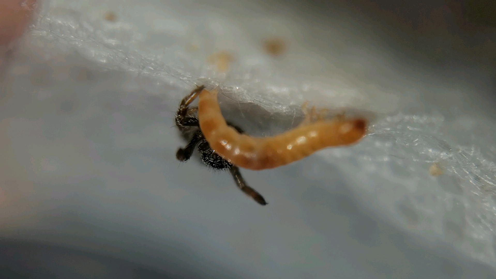 李时珍隆头蛛吃九龙虫