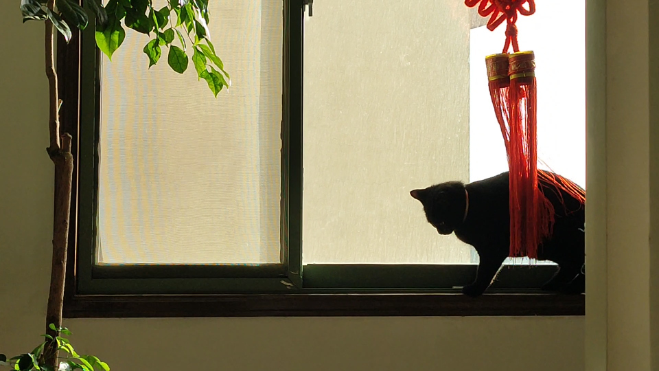 淘气的小猫咪93在窗边晒太阳