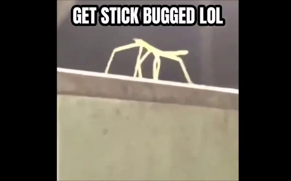 外网新梗-竹节虫摇"get stick bug lol"视频合集