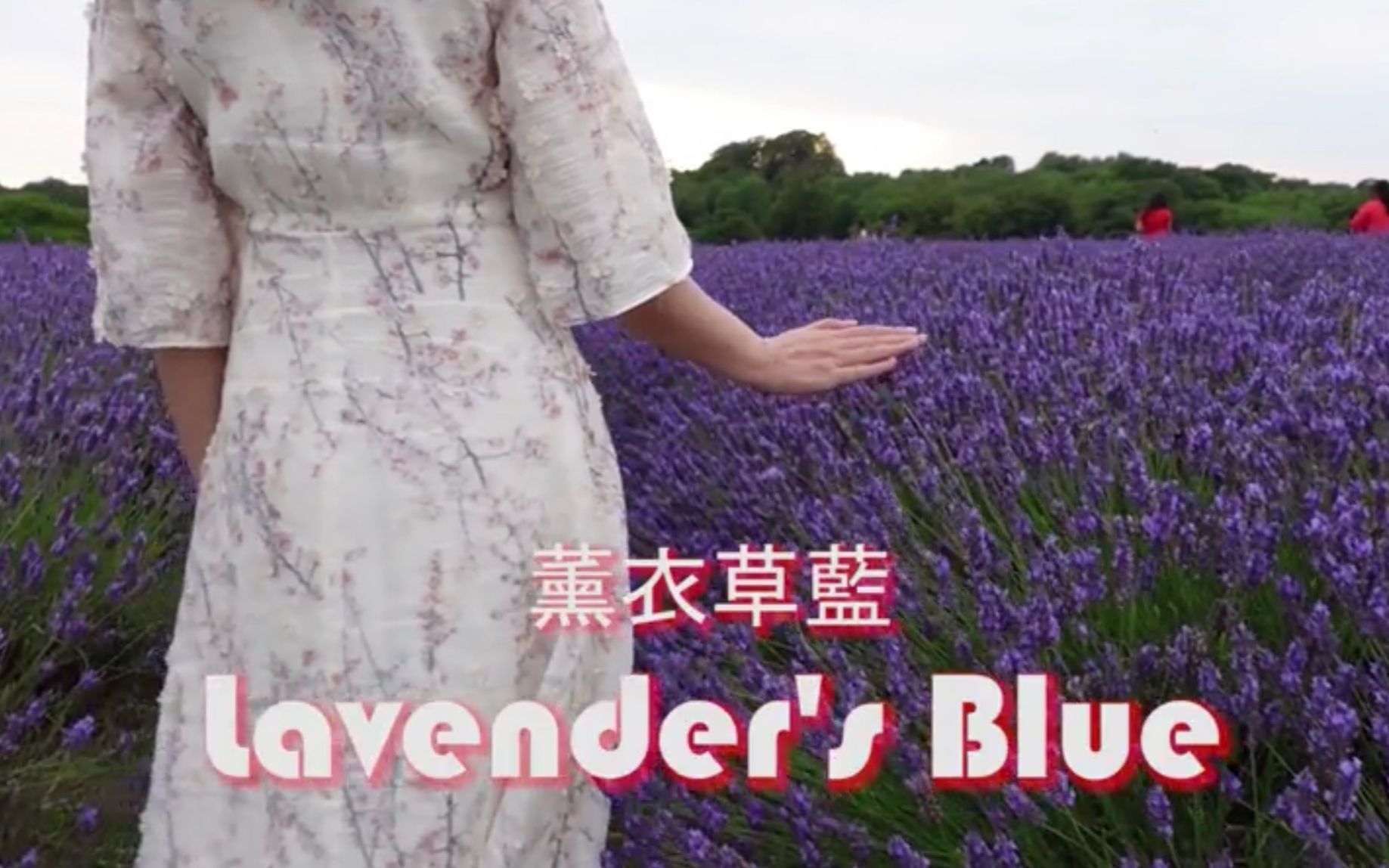 [图]Lavender's Blue 薰衣草藍