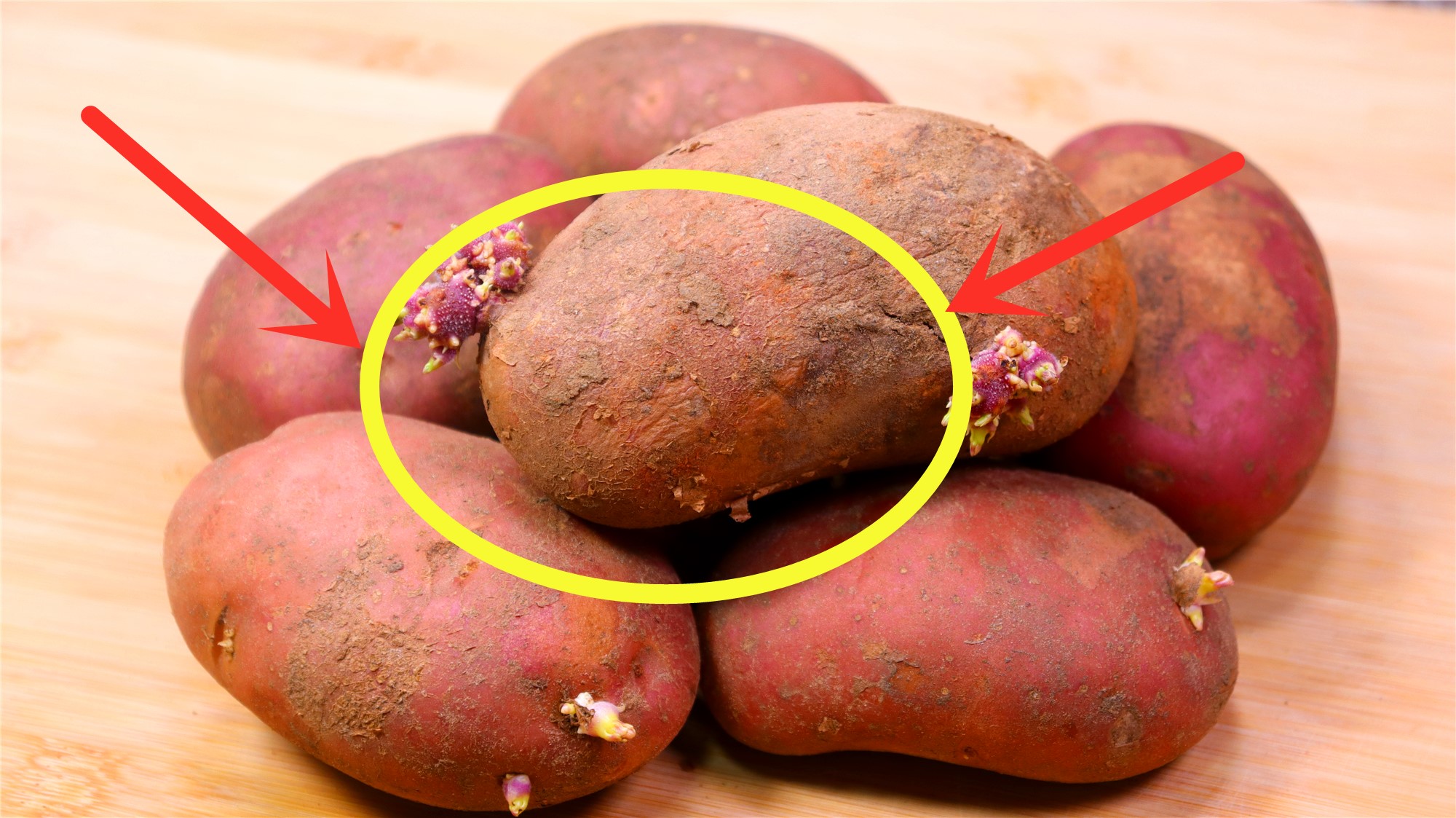 看土豆如何“十八变” 河北新乐东王镇调整生产经营模式带动农业发展_种植