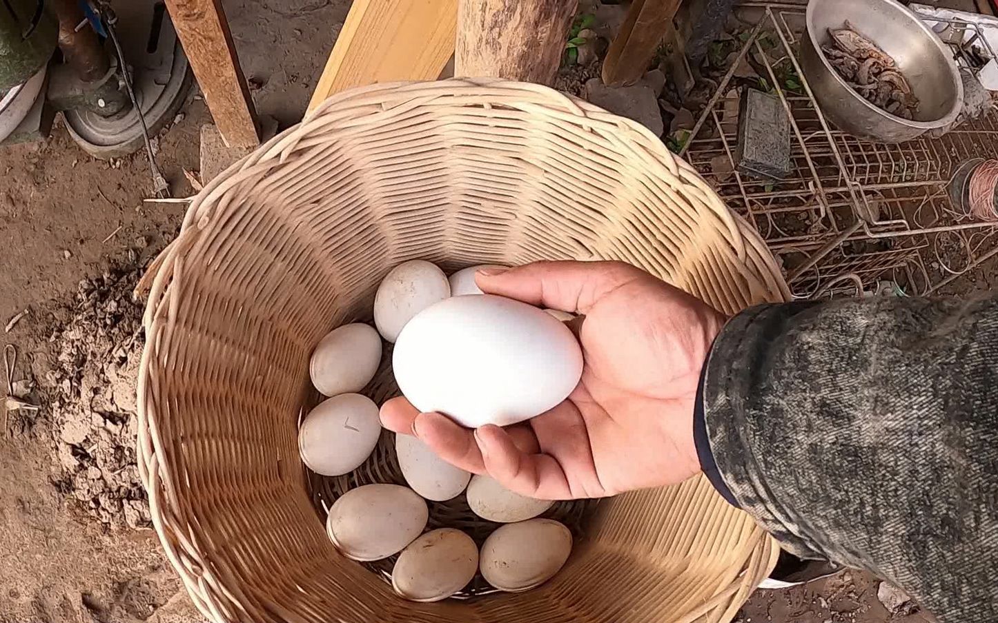 农村生活第129天,鹅下蛋明白了个道理,春节前不要再买贵鸡蛋