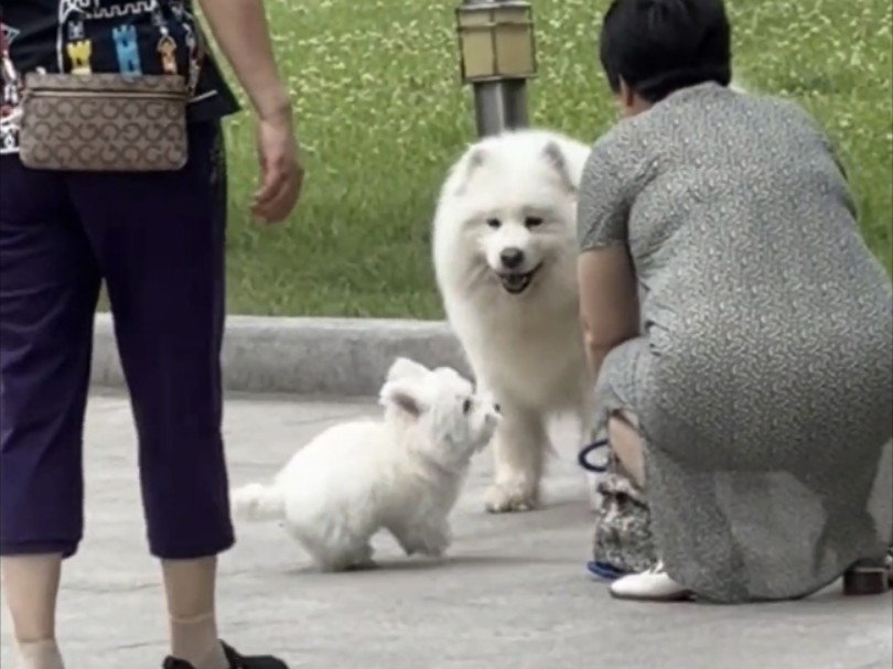 西高地也是很有意思的嘛!哔哩哔哩bilibili