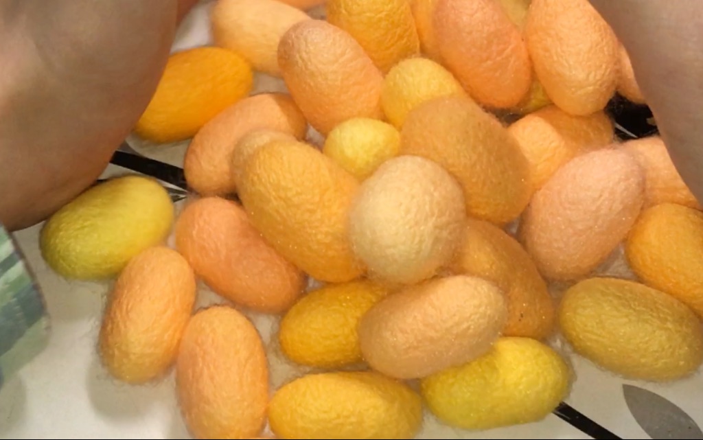 收茧啦!天然的彩色蚕茧你见过没~这颜色简直太美了