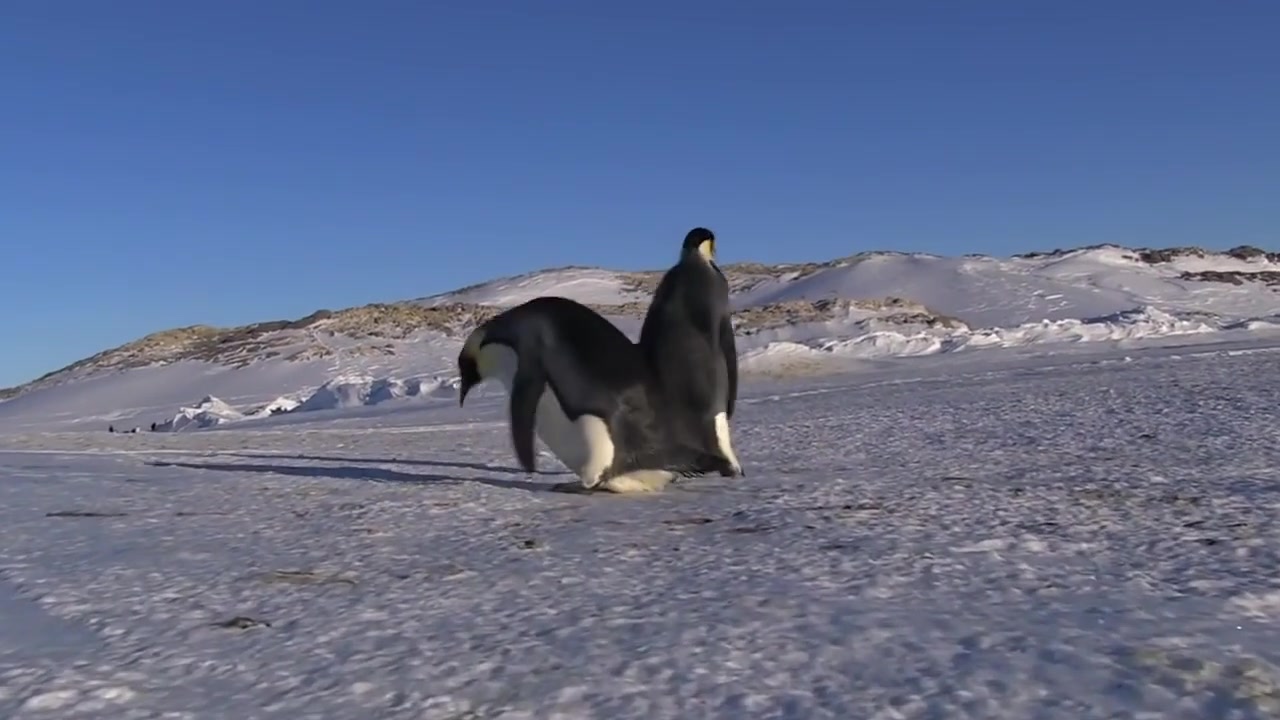 企鹅摔倒合集,都是冰的错,哼哼.