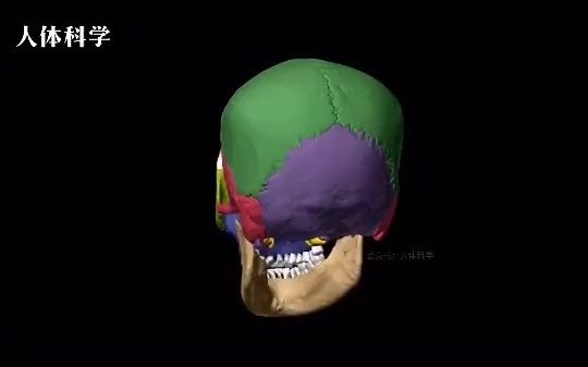 人体解剖学颅骨拆解哔哩哔哩bilibili