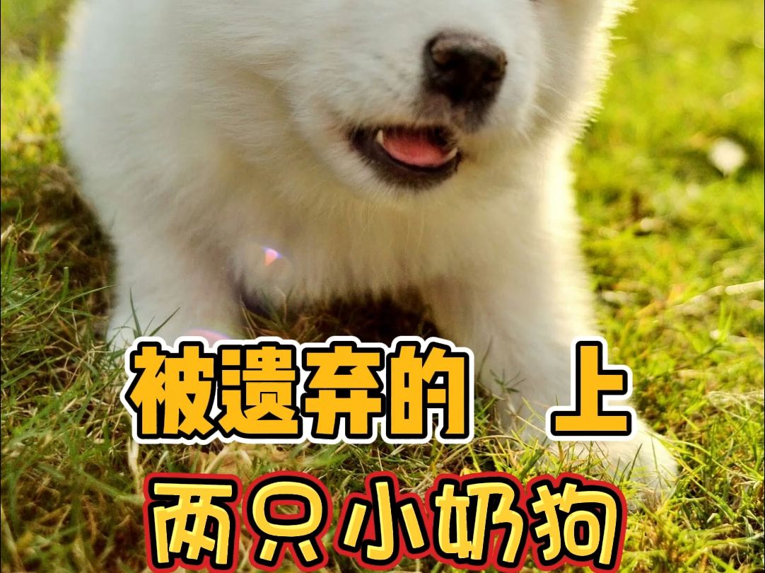 被遗弃的两只小奶狗
