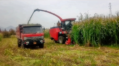 提高养殖效益,青储饲料可以提高家畜的采食量和消化率,从而提高养殖效益攸牧良草汉中种植基地欢迎预定青储哔哩哔哩bilibili