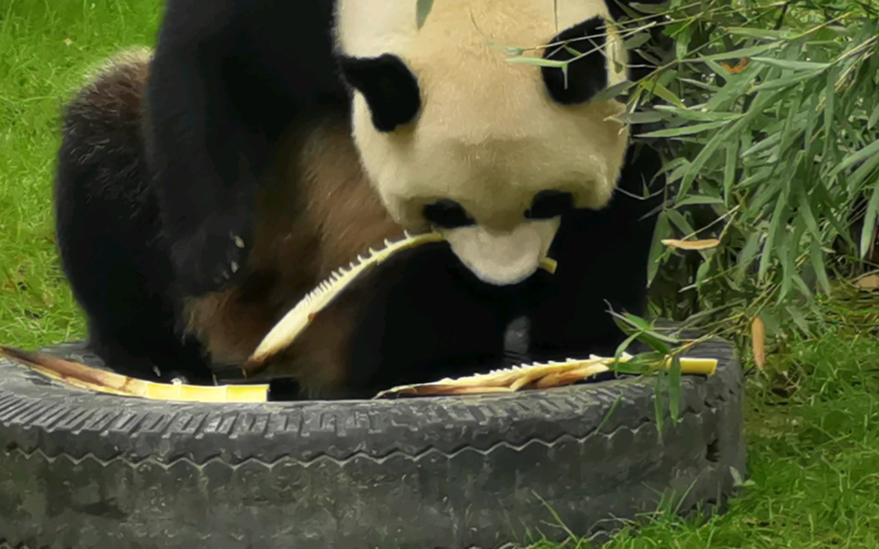 【大熊猫芊金】芊金妹妹的大眼睛就明显多了90坐轮胎里吃笋笋的某种