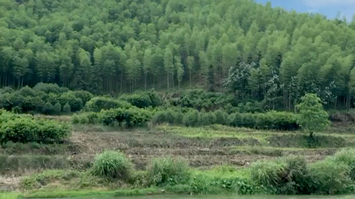 [图]夏天的风拨动原野的绿色