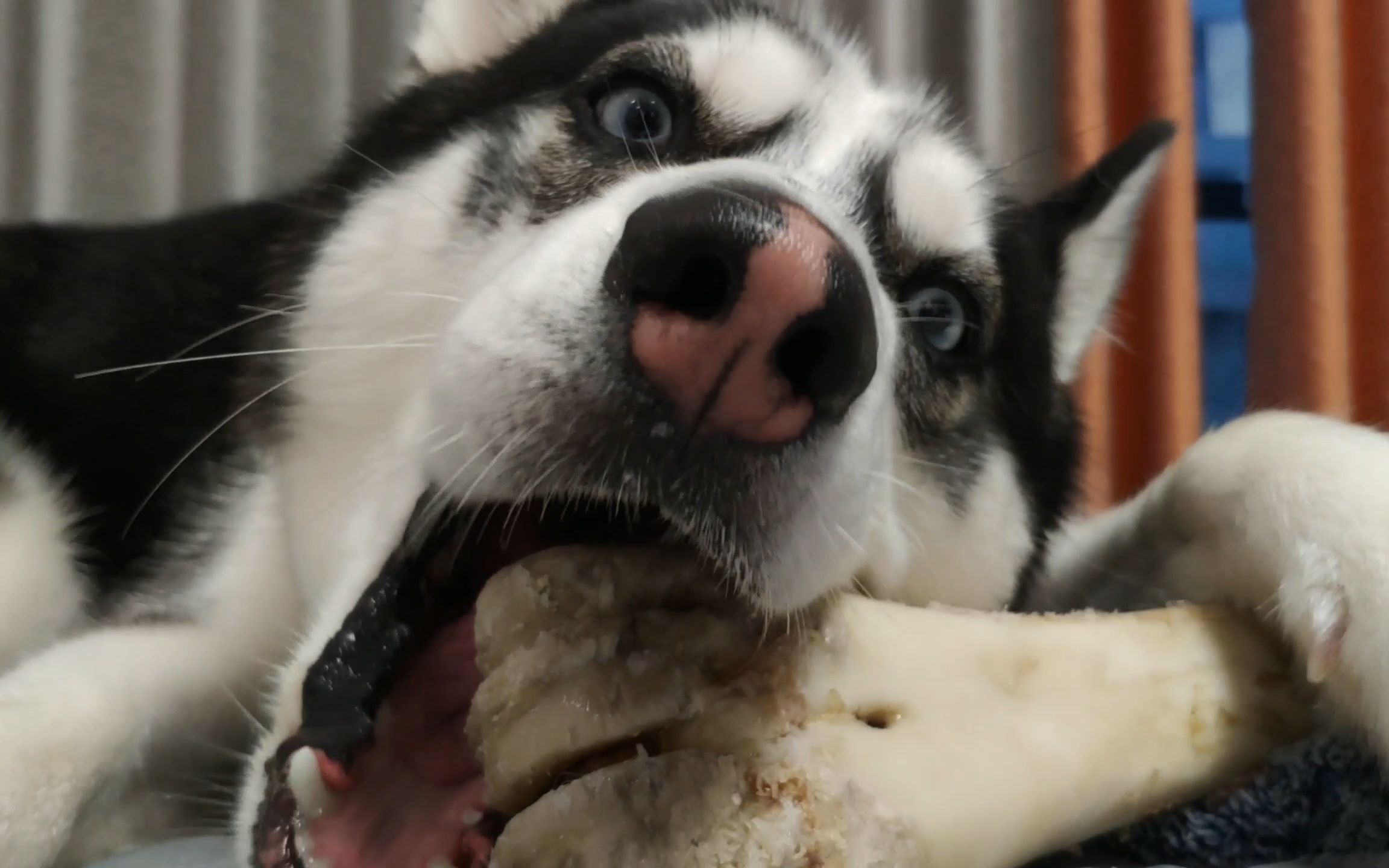 狗狗化身吃播,抱着大骨头啃得嘎嘣脆,看得男子直咽口水