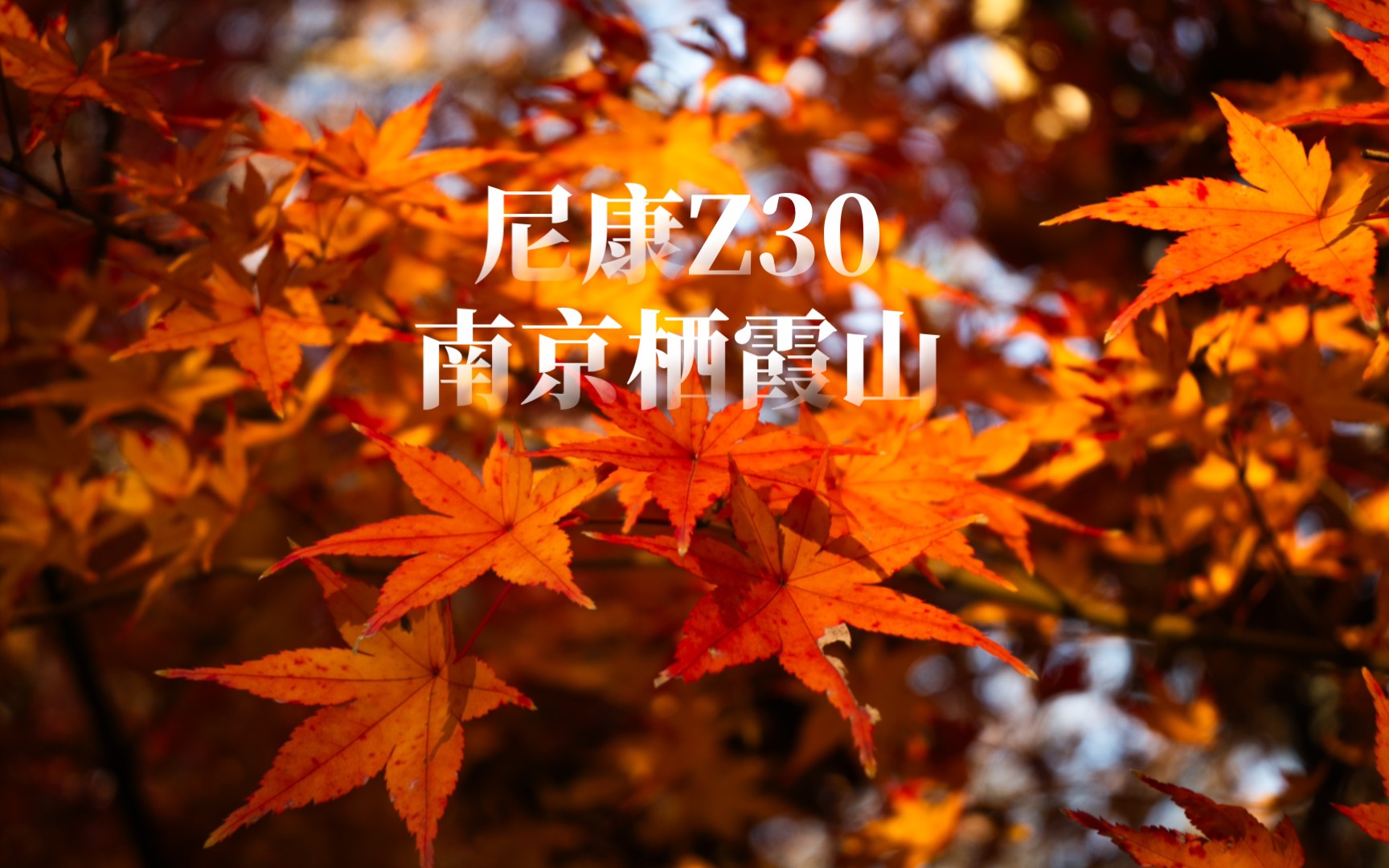 【尼康Z30】南京栖霞山秋景哔哩哔哩bilibili