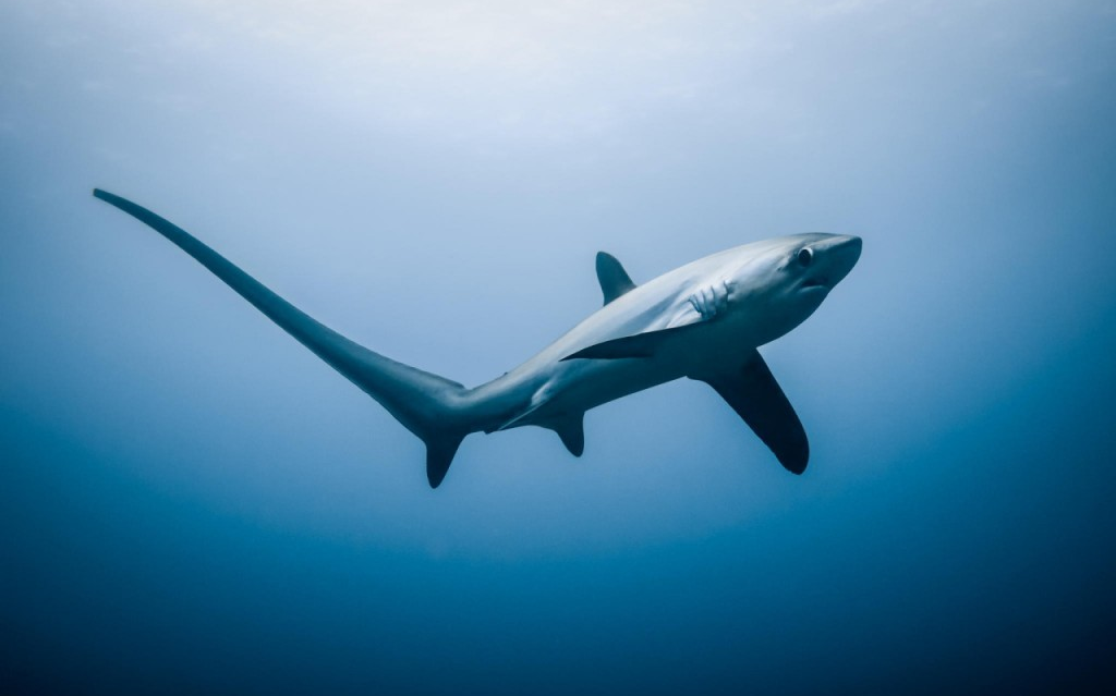 【海洋生物】弧形长尾鲨(alopias vulpinus)_哔哩哔哩_bilibili