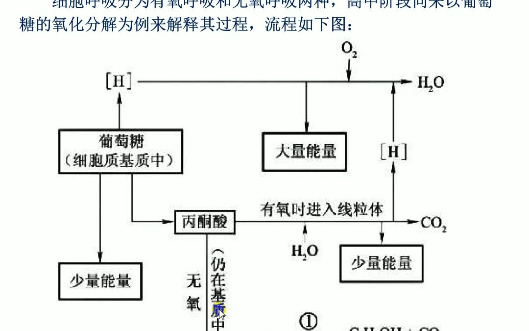 细胞呼吸的过程图解图片