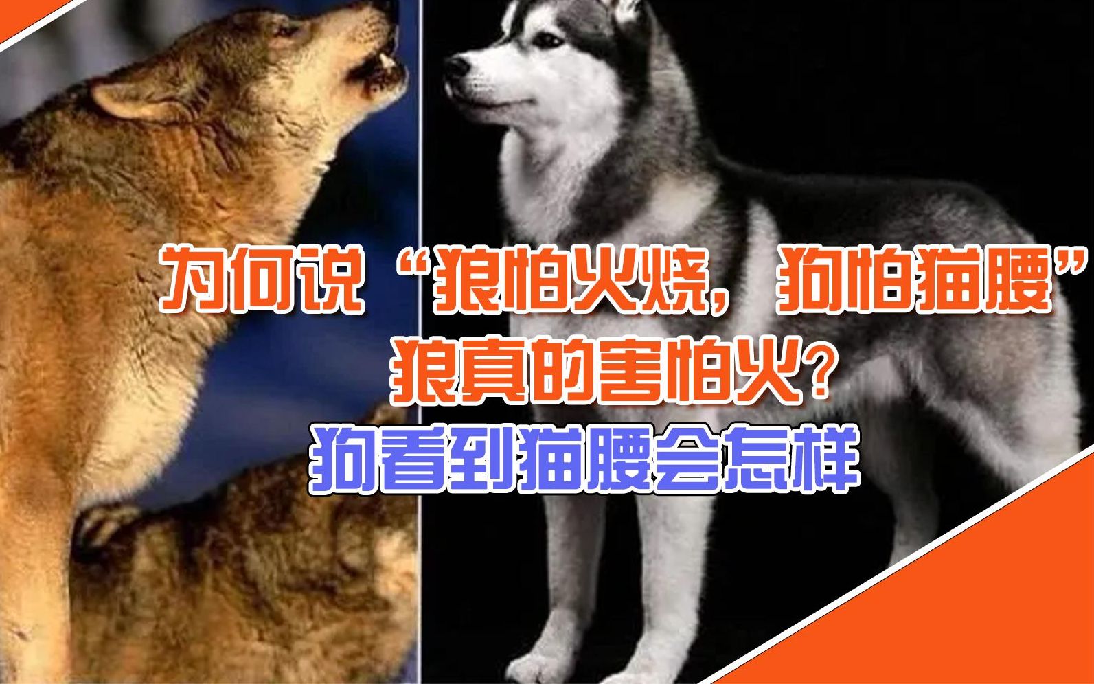 为何说"狼怕火烧,狗怕猫腰,狼真的害怕火?狗看到猫腰会怎样