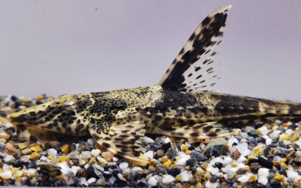 异鳍锉甲鲶(rineloricaria heteroptera)