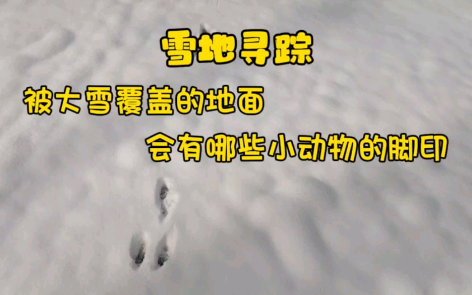 雪地寻踪,被大雪覆盖的地面,会有哪些小动物的脚印哔哩哔哩bilibili