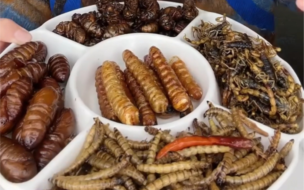 奇葩食材,高蛋白昆虫宴