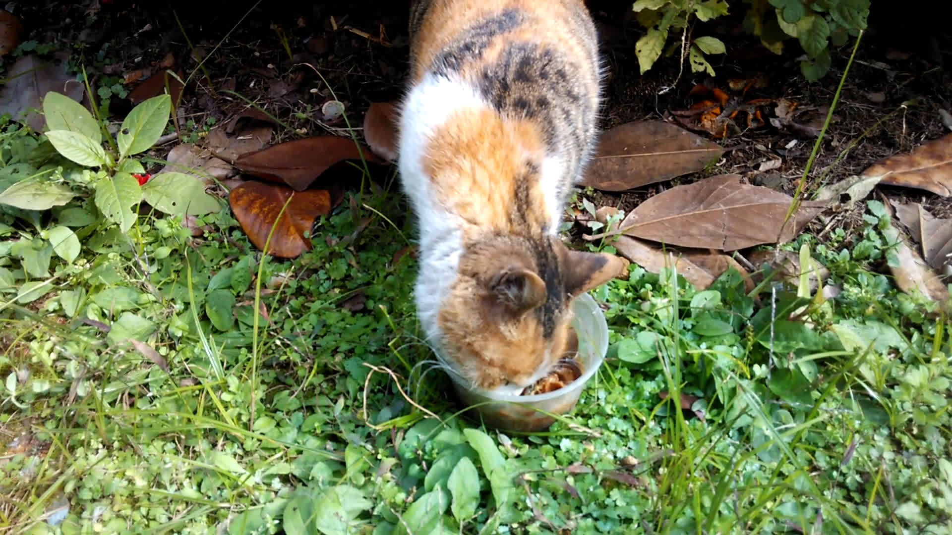 非常凶的小花喵,边吃肉边唱歌