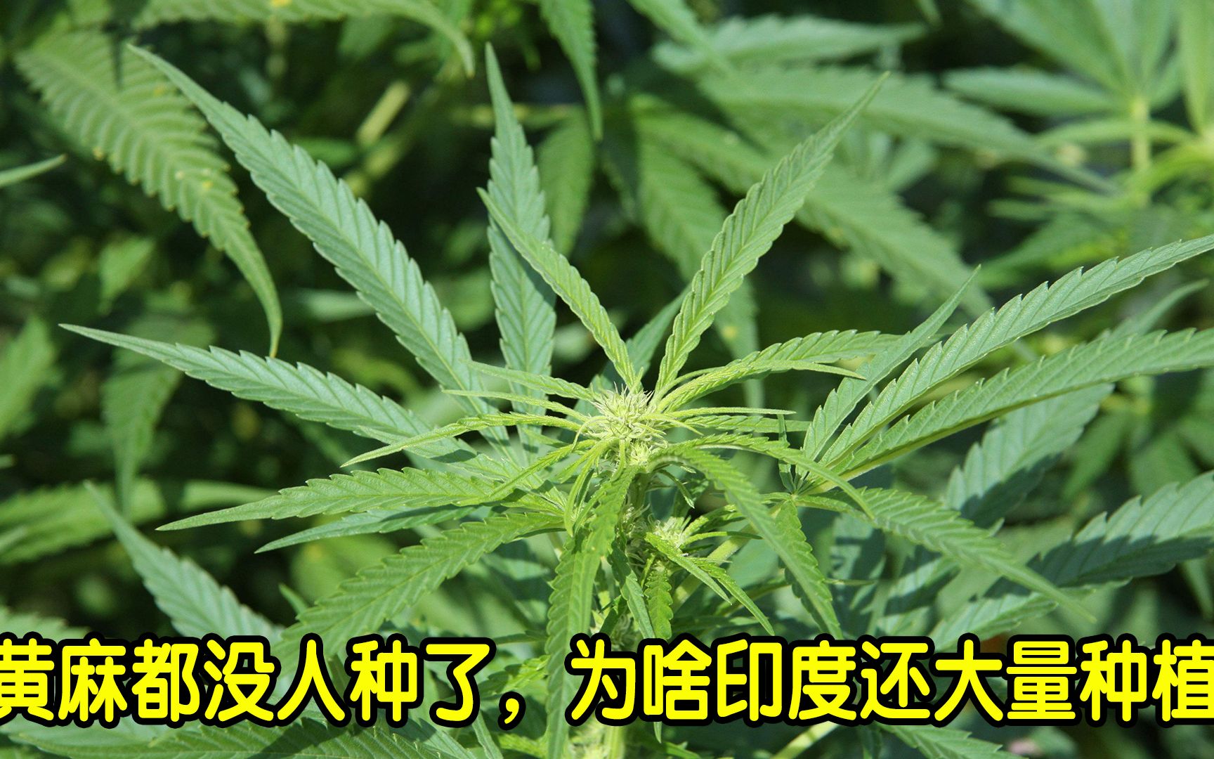 中國嫌棄的黃麻,印度卻大量種植,他們種黃麻有什麼用?