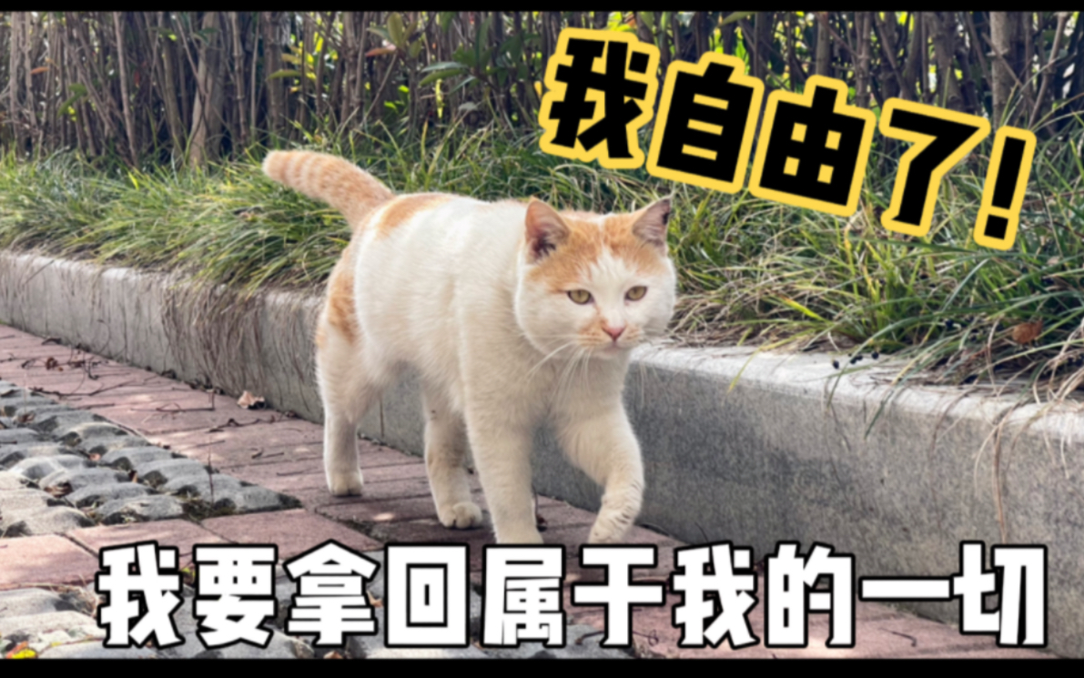 受伤的橘猫重获自由,第一件事就是去巡视以前的领地,誓要夺回一切