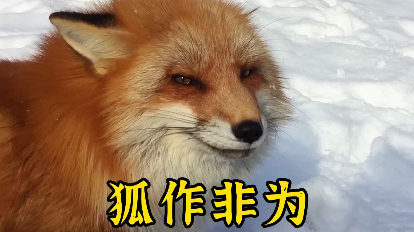 《靠脸吃饭》