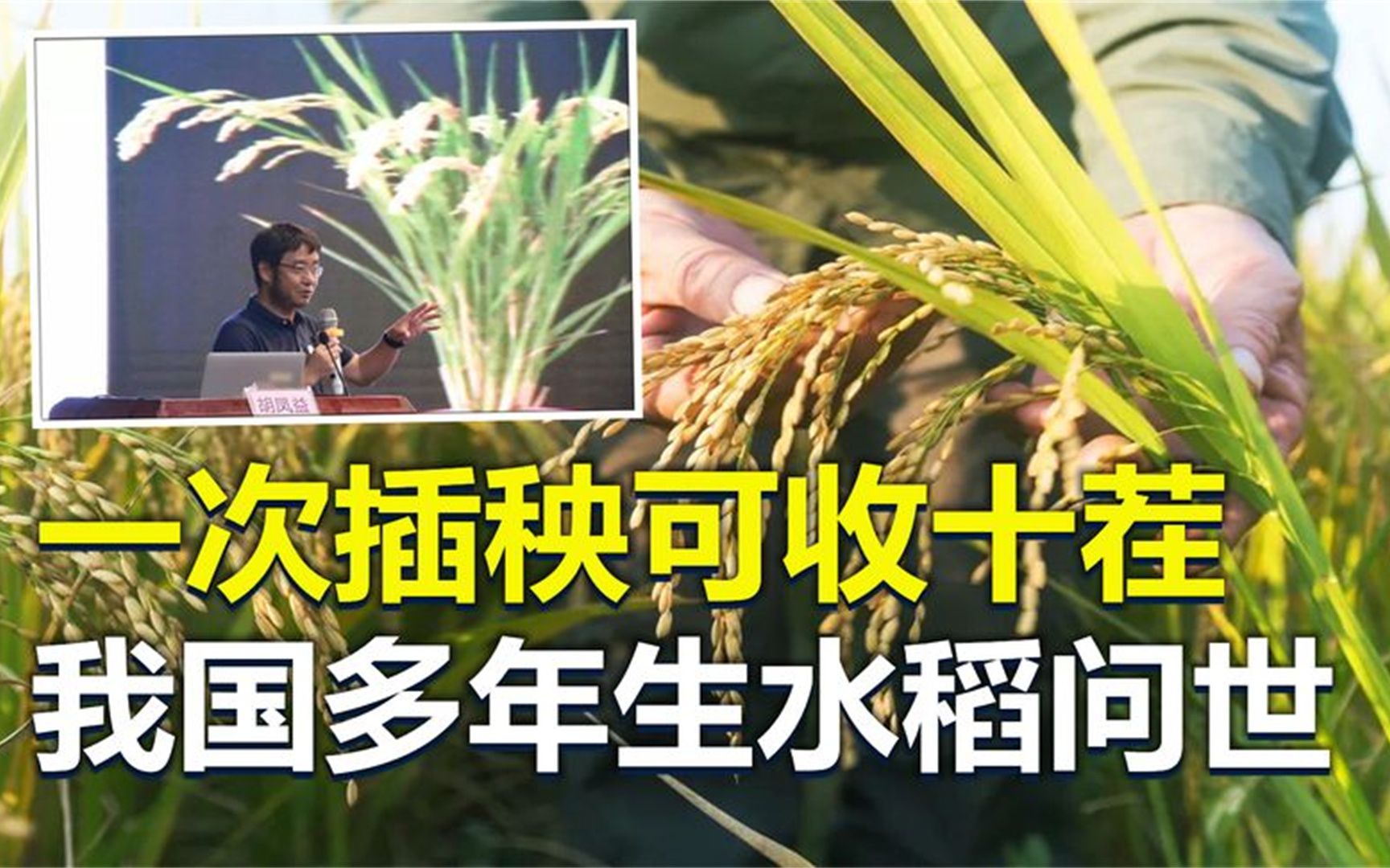 福音:一次插秧可收十茬,我国科学家研究出"多年生水稻"!