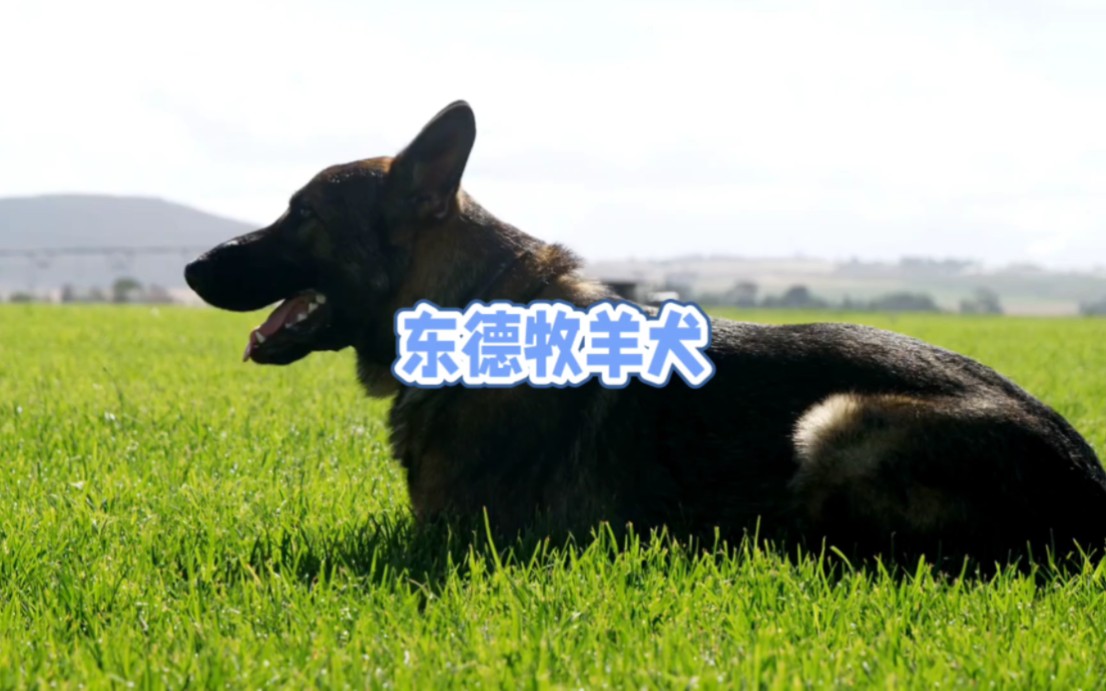 东德牧羊犬,聪明勇敢的工作犬哔哩哔哩bilibili