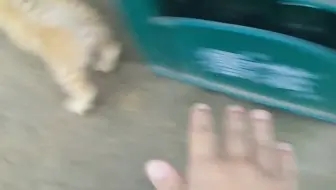 野猫
