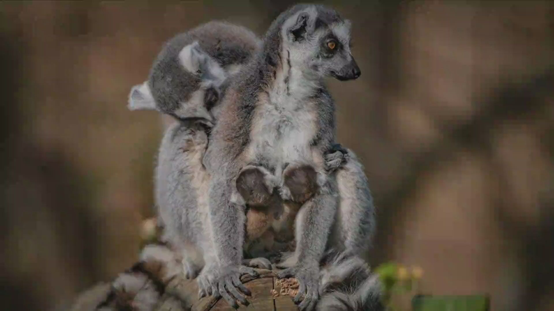 英国切斯特动物园诞生双胞胎狐猴
