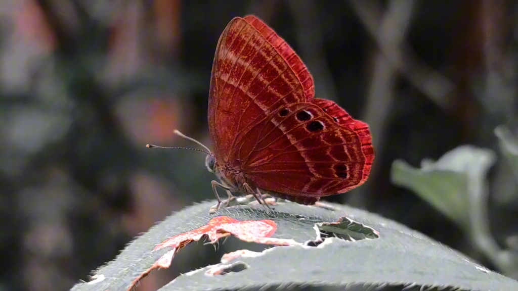 昆虫记蝴蝶飞舞全是红色的蛇目褐蚬蝶