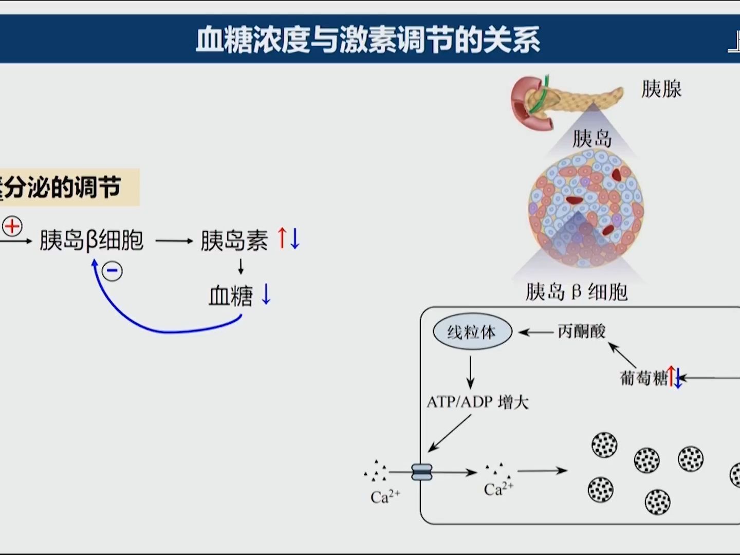 激素调节的反馈调节机制