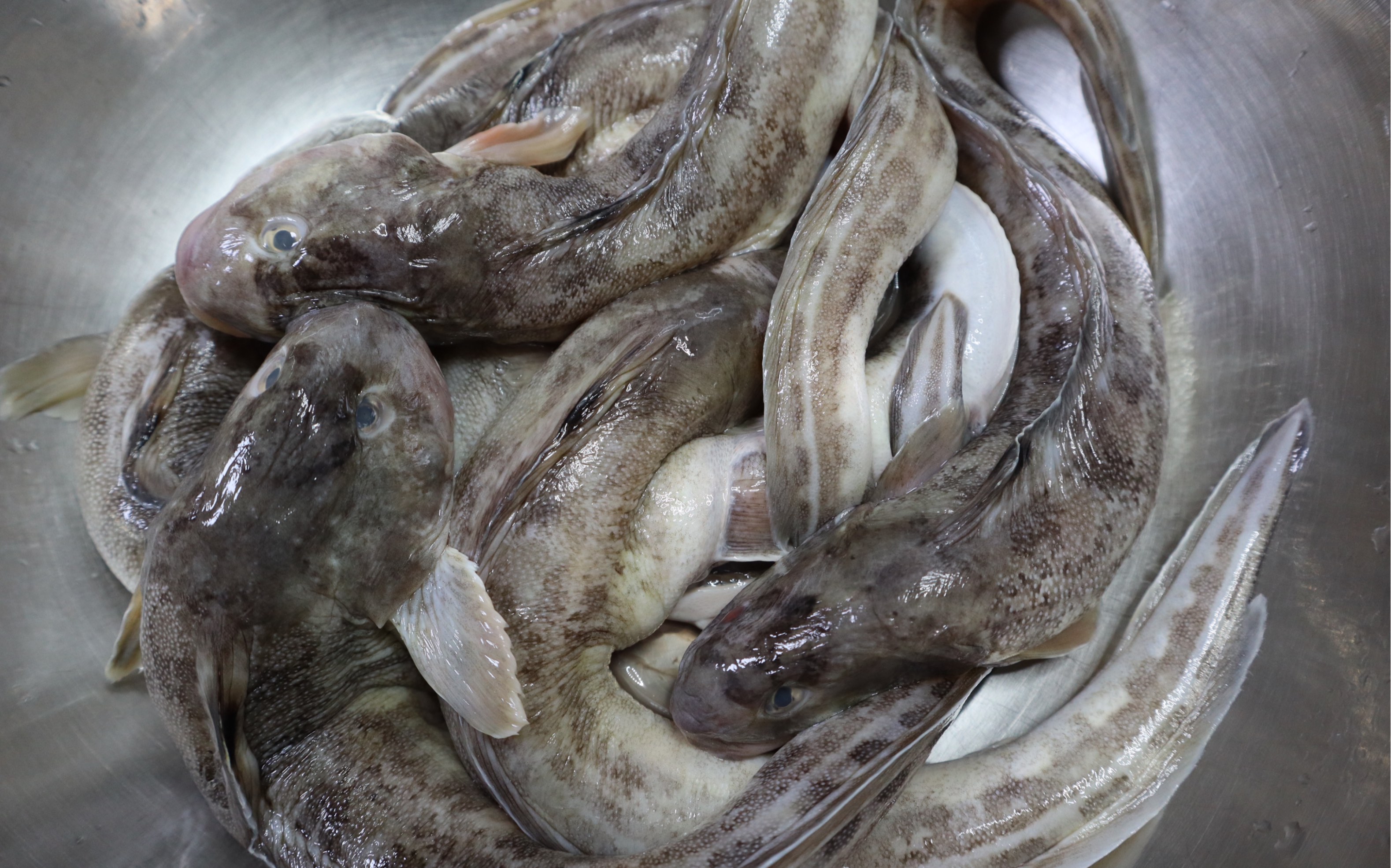 胶东大厨分享海鲶鱼蒸茄子的做法,详细易学美味,果