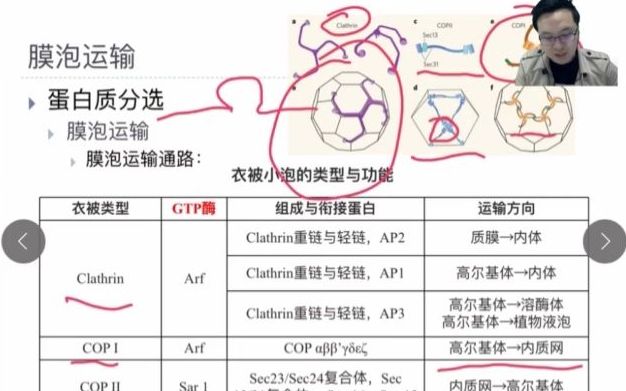 细胞信号传导精讲 Advanced versionCell 04哔哩哔哩bilibili