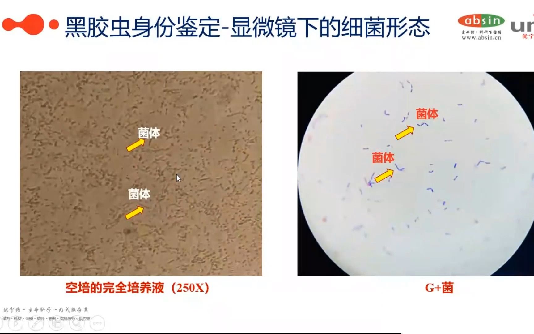 带你揭开黑胶虫的神秘面纱哔哩哔哩bilibili