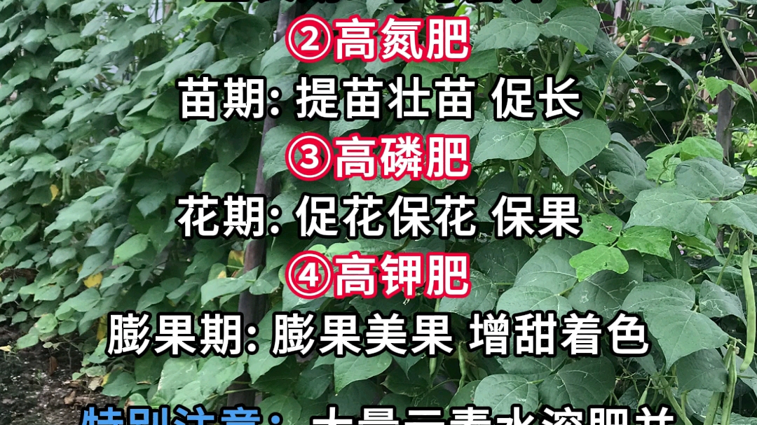 4种大量元素主要功能哔哩哔哩bilibili